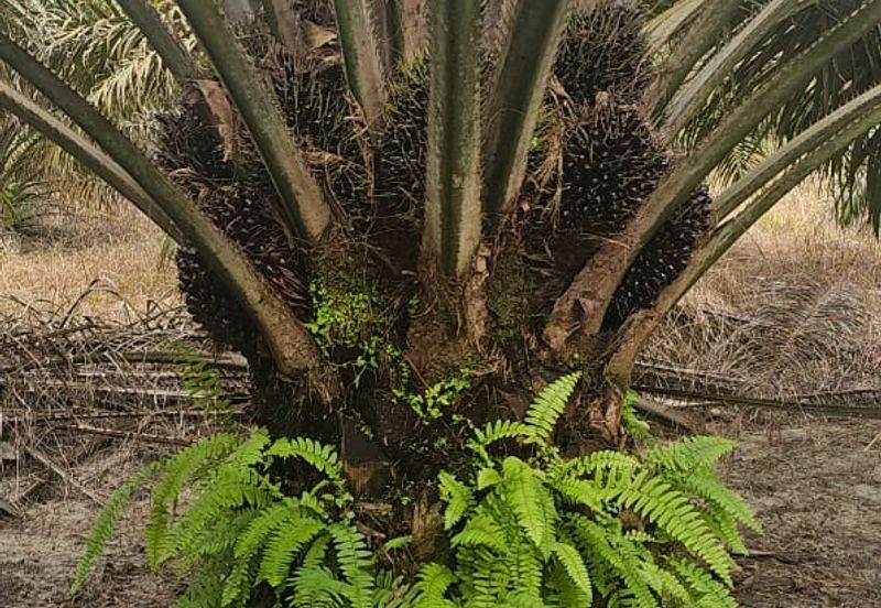 5.925093 acres Palm Oil Land at Chenderiang, Tapah Perak