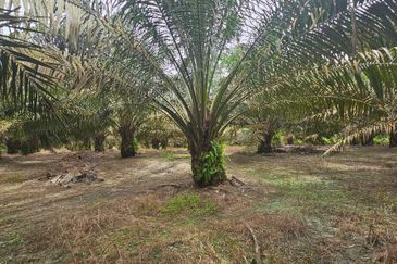 5.925093 acres Palm Oil Land at Chenderiang, Tapah Perak