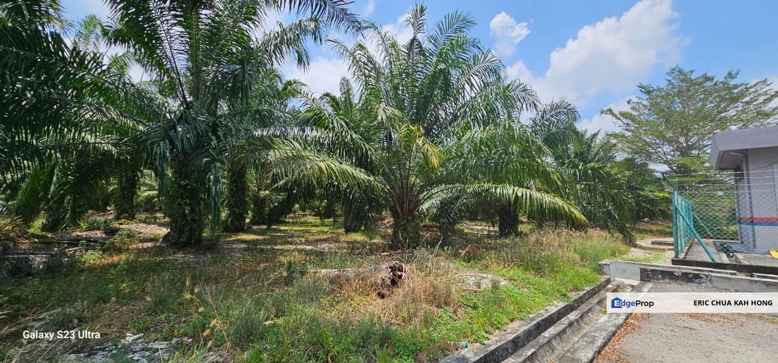 7.07 acres Palm oil land at Sitiawan, Perak, Perak, Manjung