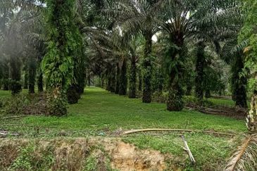 19.612507 acres First lot palm oil land at Air kuning, Perak