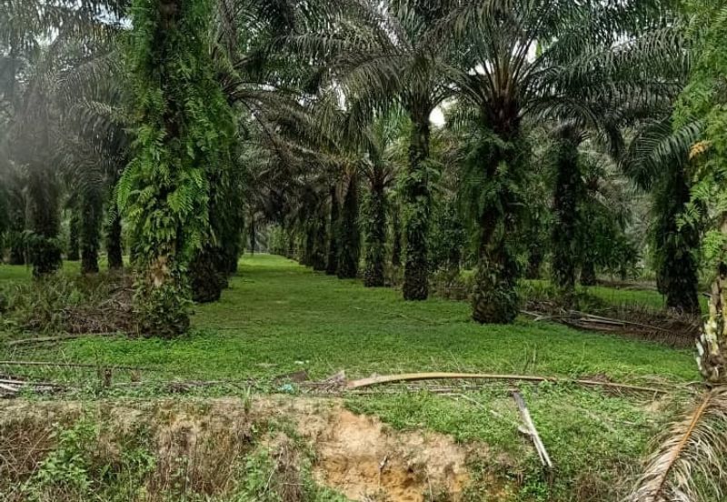 19.612507 acres First lot palm oil land at Air kuning, Perak