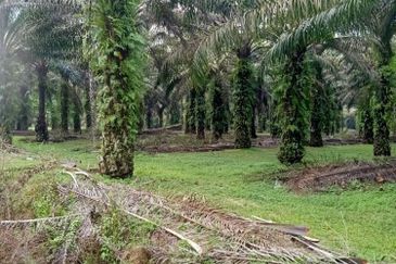 19.612507 acres First lot palm oil land at Air kuning, Perak