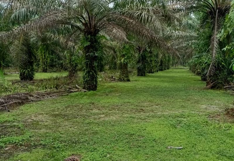 19.612507 acres First lot palm oil land at Air kuning, Perak