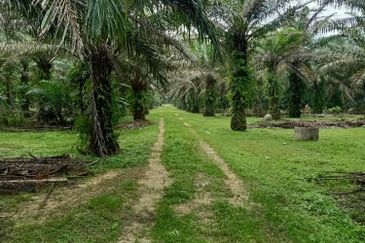 19.612507 acres First lot palm oil land at Air kuning, Perak