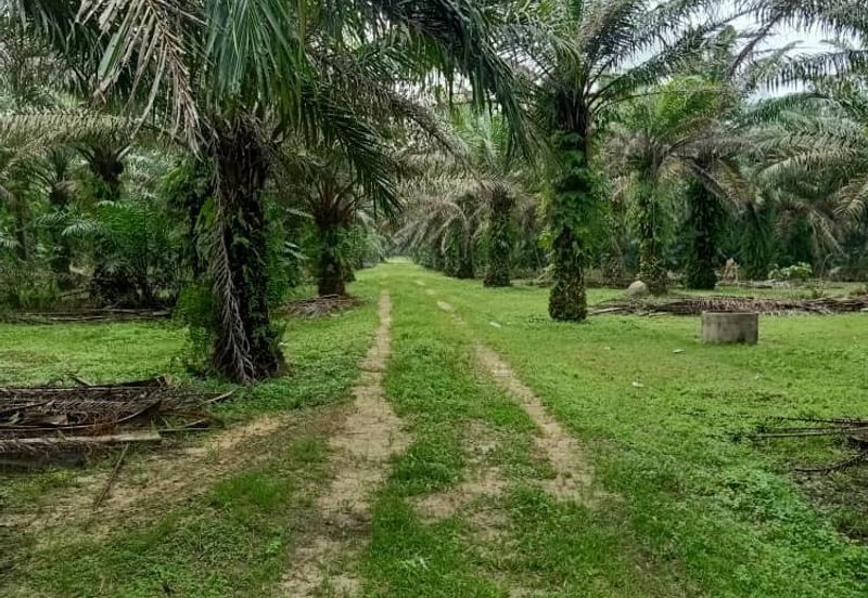 19.612507 acres First lot palm oil land at Air kuning, Perak