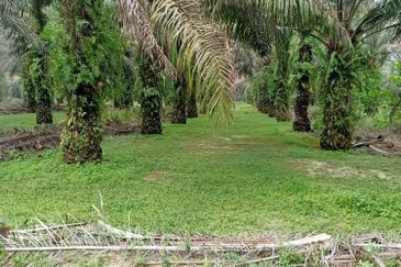 19.612507 acres First lot palm oil land at Air kuning, Perak