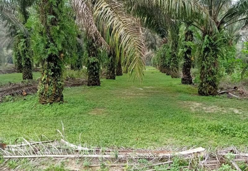 19.612507 acres First lot palm oil land at Air kuning, Perak