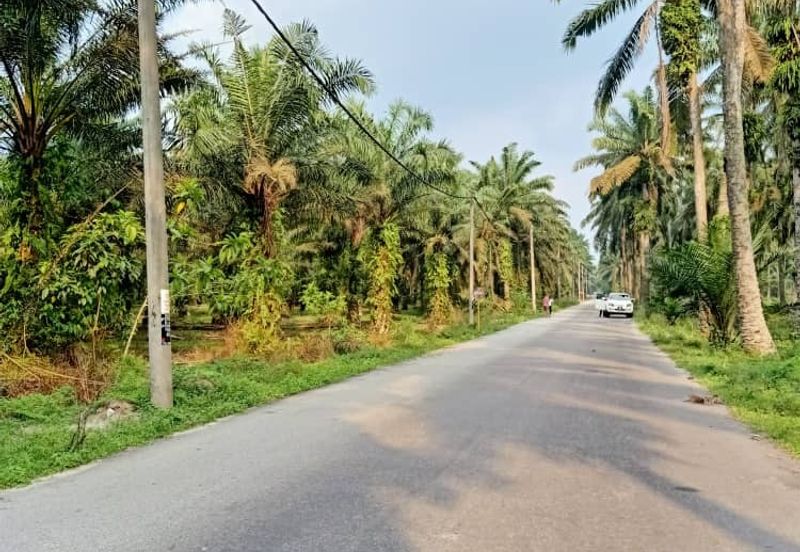 19.612507 acres First lot palm oil land at Air kuning, Perak