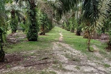 19.612507 acres First lot palm oil land at Air kuning, Perak