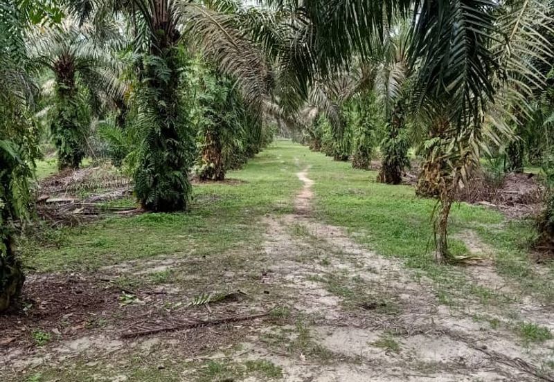 19.612507 acres First lot palm oil land at Air kuning, Perak