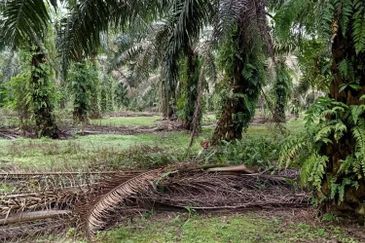 19.612507 acres First lot palm oil land at Air kuning, Perak
