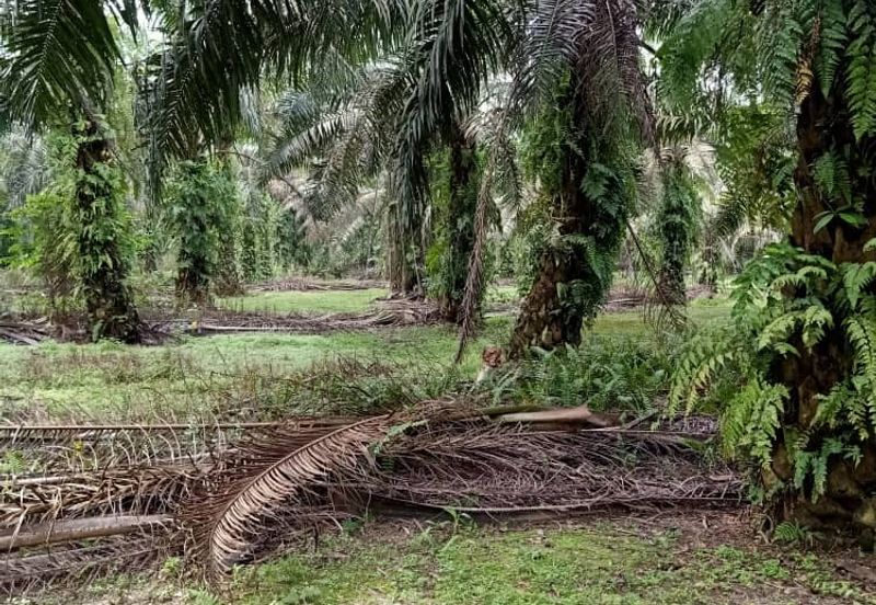 19.612507 acres First lot palm oil land at Air kuning, Perak
