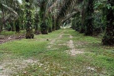 19.612507 acres First lot palm oil land at Air kuning, Perak