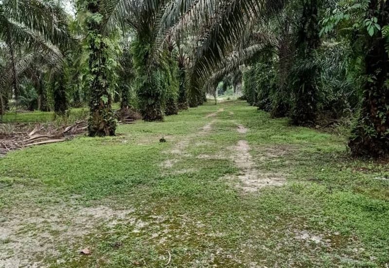19.612507 acres First lot palm oil land at Air kuning, Perak