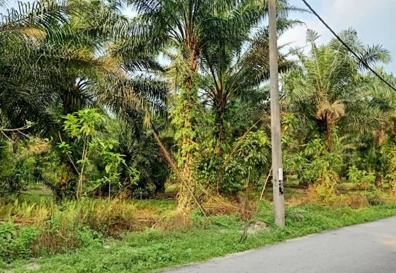 19.612507 acres First lot palm oil land at Air kuning, Perak