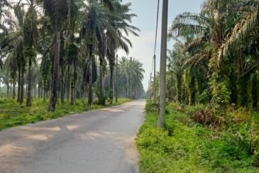 19.612507 acres First lot palm oil land at Air kuning, Perak