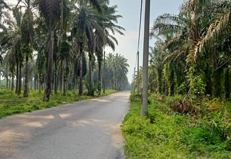 19.612507 acres First lot palm oil land at Air kuning, Perak