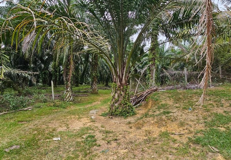 4.525 acres Palm oil land at Kg.bali Tronoh Perak
