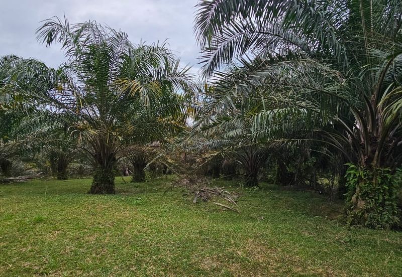 4.525 acres Palm oil land at Kg.bali Tronoh Perak