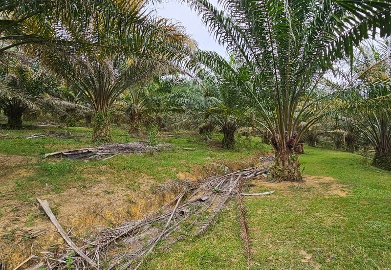 4.525 acres Palm oil land at Kg.bali Tronoh Perak