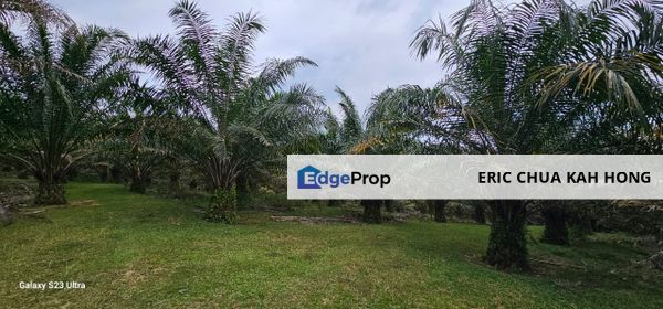 4.525 acres Palm oil land at Kg.bali Tronoh Perak, Perak, Tronoh
