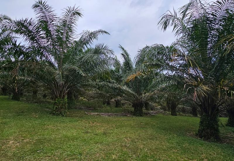 4.525 acres Palm oil land at Kg.bali Tronoh Perak