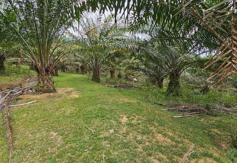 4.525 acres Palm oil land at Kg.bali Tronoh Perak