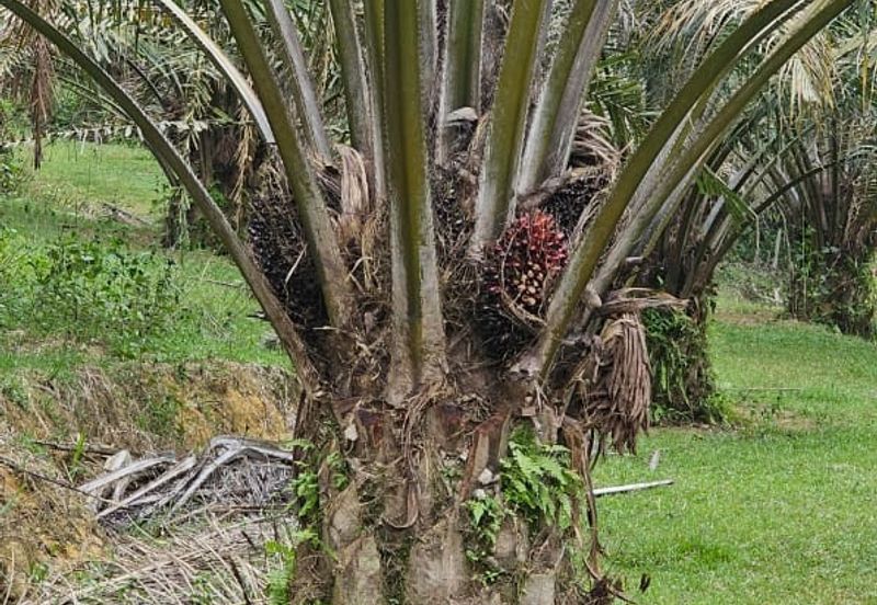 4.525 acres Palm oil land at Kg.bali Tronoh Perak