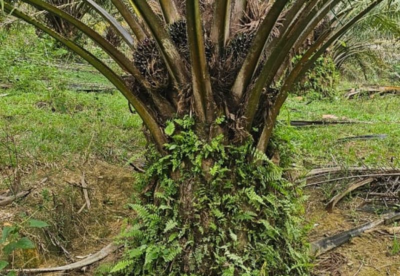 4.525 acres Palm oil land at Kg.bali Tronoh Perak