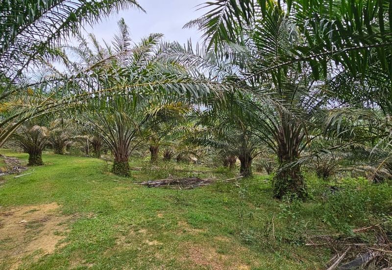 4.525 acres Palm oil land at Kg.bali Tronoh Perak
