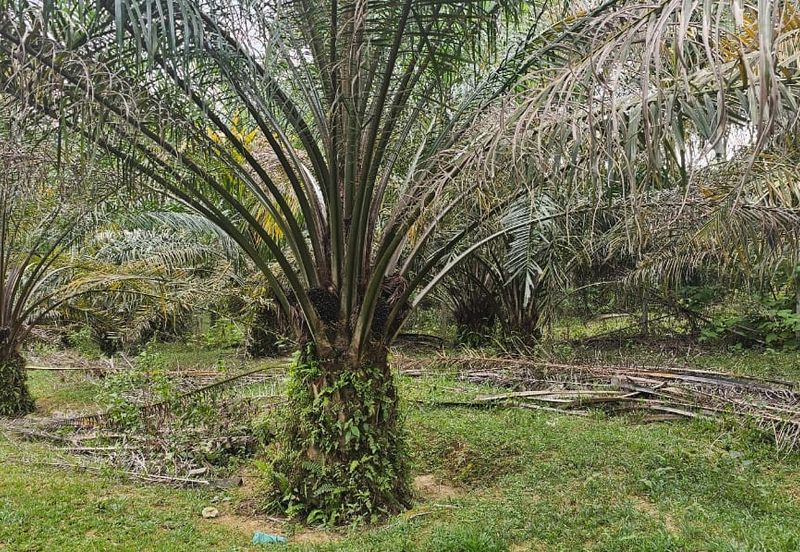 4.525 acres Palm oil land at Kg.bali Tronoh Perak