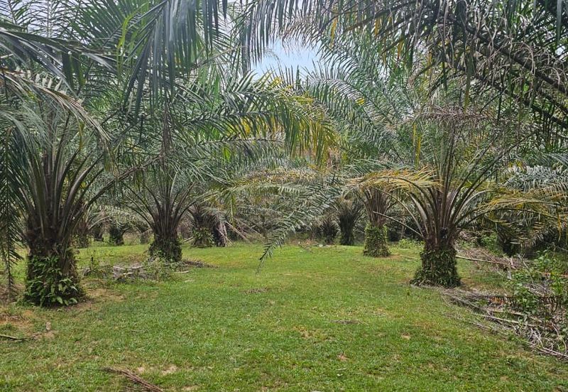 4.525 acres Palm oil land at Kg.bali Tronoh Perak