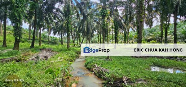 8.39 acres Palm oil Land at Tanjung Tualang, Perak, Perak, Batu Gajah