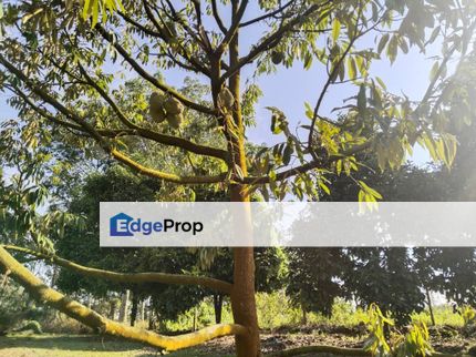5.78 acres fruit orchard at Tanjung Tualang ,Perak, Perak, Batu Gajah