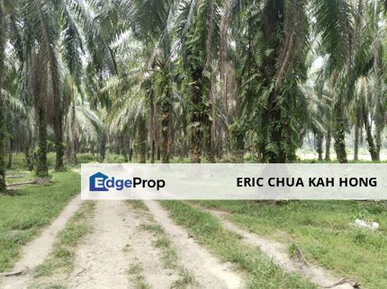 2.03 acres palm oil land at Gopeng, Perak, Perak, Gopeng