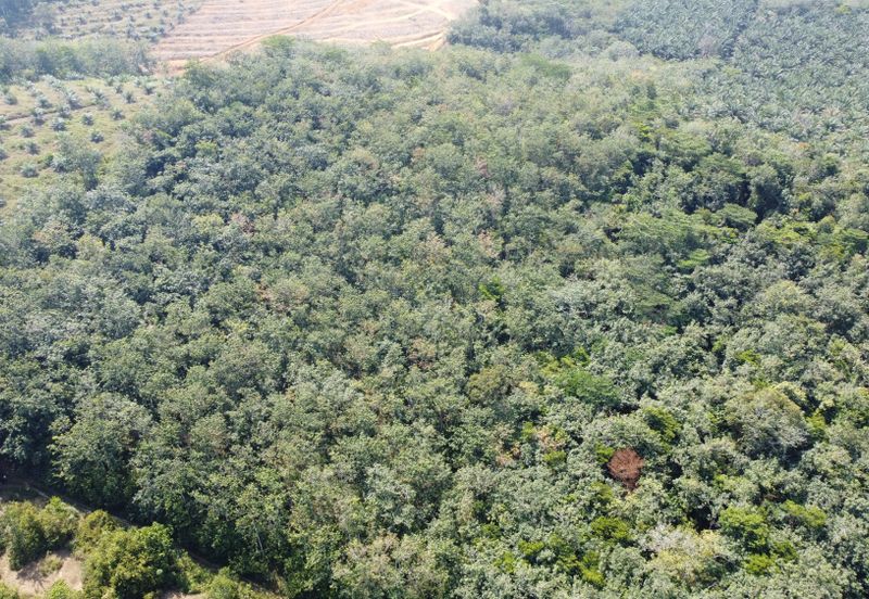 3.1345 acres abandoned rubber estate at Kg Timah, Perak