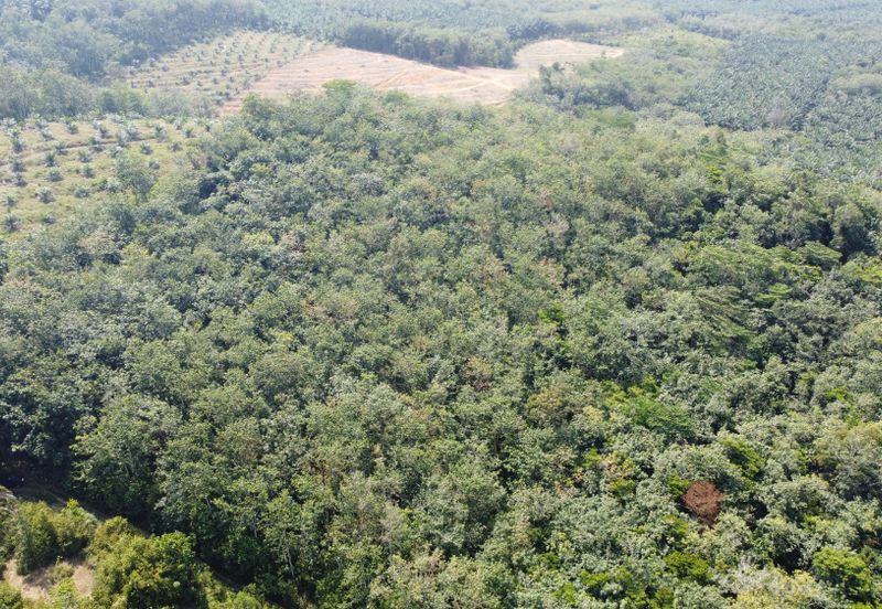 3.1345 acres abandoned rubber estate at Kg Timah, Perak