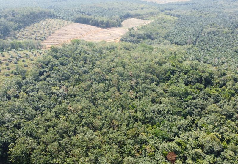 3.1345 acres abandoned rubber estate at Kg Timah, Perak