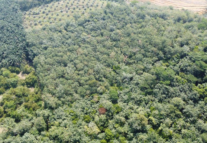 3.1345 acres abandoned rubber estate at Kg Timah, Perak