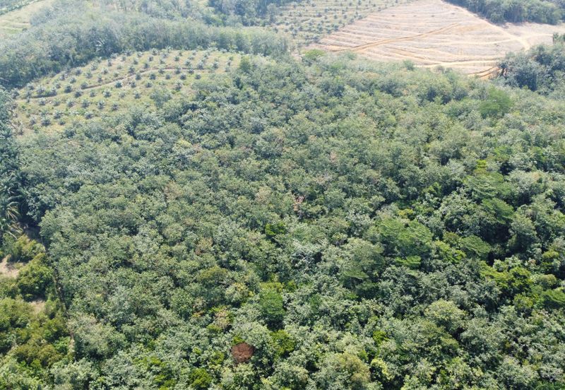 3.1345 acres abandoned rubber estate at Kg Timah, Perak