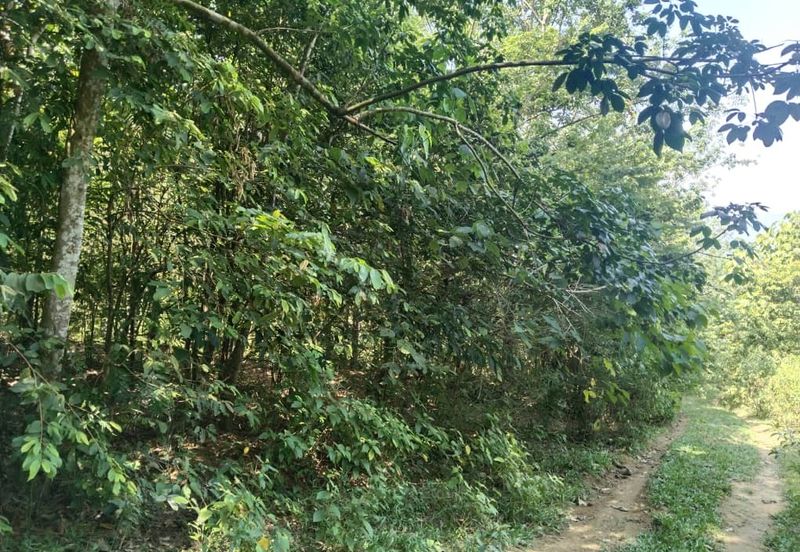 3.1345 acres abandoned rubber estate at Kg Timah, Perak