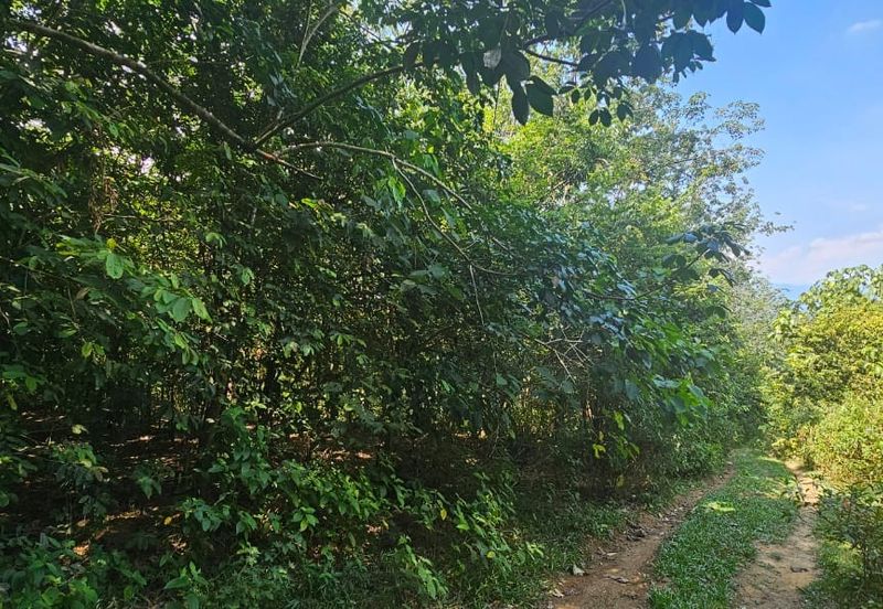 3.1345 acres abandoned rubber estate at Kg Timah, Perak