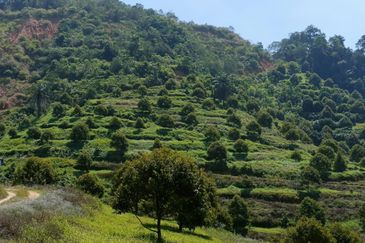 46 acres Durian Farm at Tapah,Perak