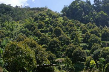 46 acres Durian Farm at Tapah,Perak