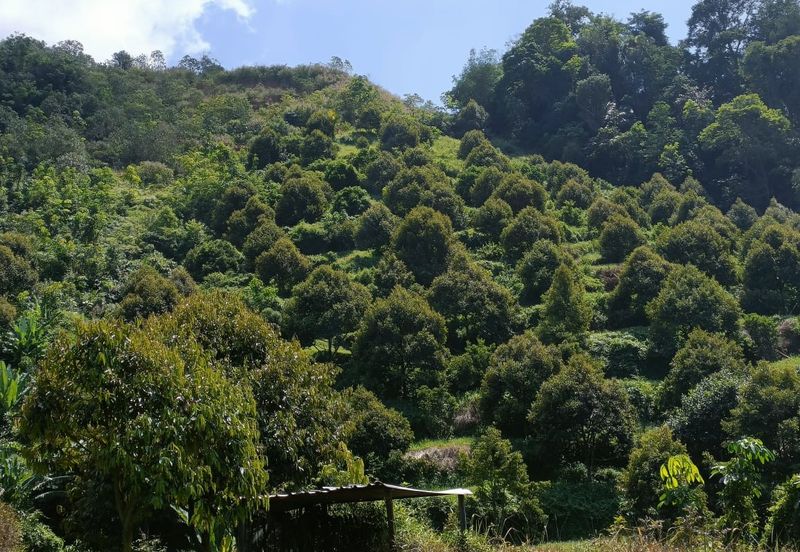 46 acres Durian Farm at Tapah,Perak
