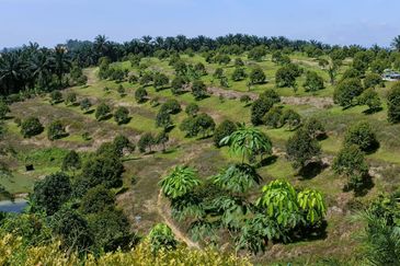 46 acres Durian Farm at Tapah,Perak