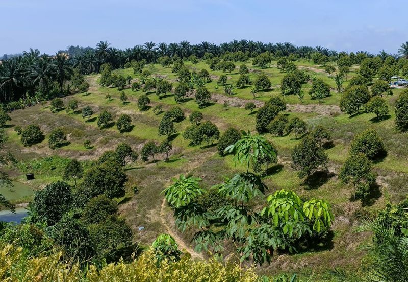 46 acres Durian Farm at Tapah,Perak