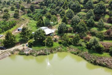 46 acres Durian Farm at Tapah,Perak