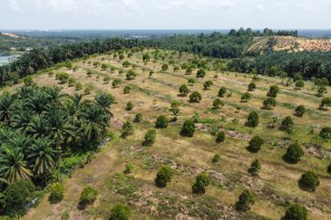 46 acres Durian Farm at Tapah,Perak