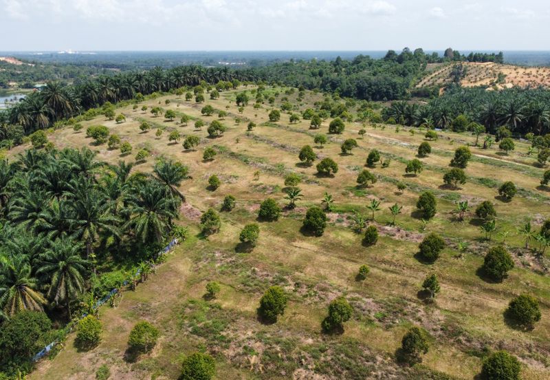 46 acres Durian Farm at Tapah,Perak